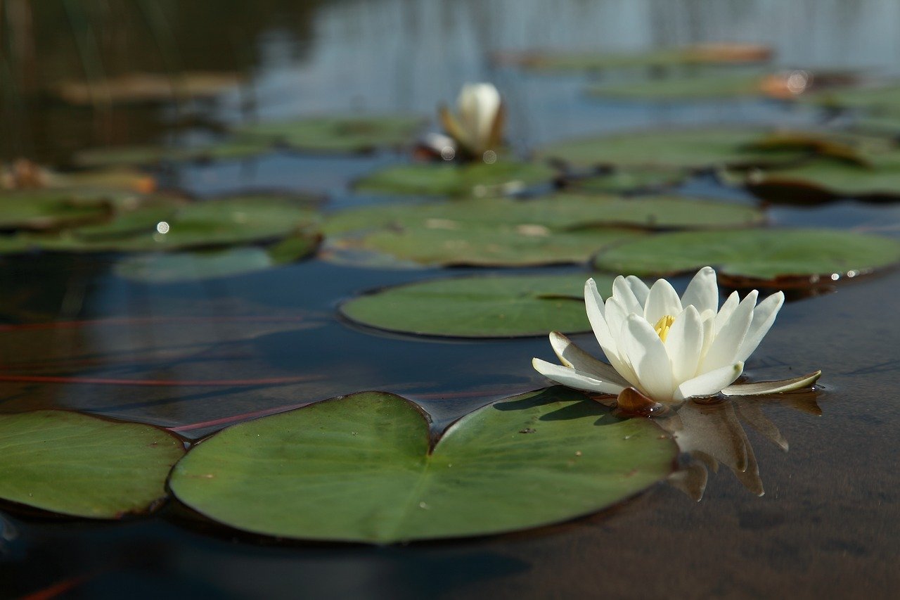 What is the Blue Lotus Flower?